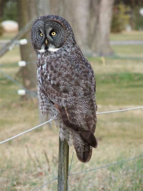 My Rare Owl Pic For This Are Owl Creatures Photography Pictures