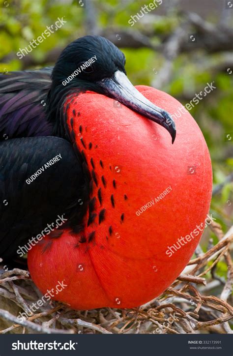 Frigate Bird On A Nest With Goiter Scarlet Galapagos Islands An