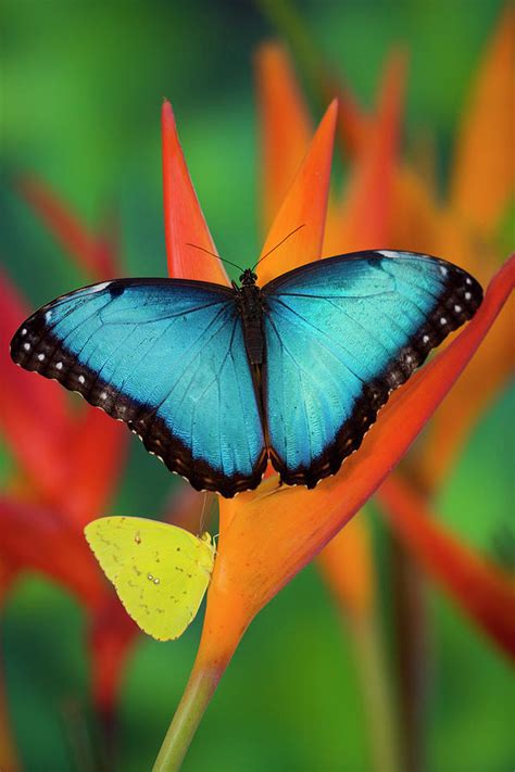 Tropical Butterfly The Blue Morpho Photograph By Darrell Gulin Fine