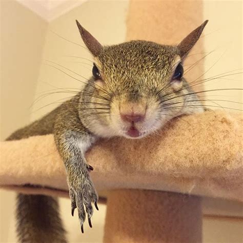 Pet Squirrel Instagram Popsugar Pets Photo 6