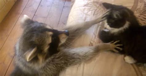 Raccoon Tries To Make Friends With Cat We Love Cats And Kittens