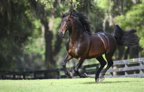 Horse In Gallop Fototapeten And Tapeten Photowall