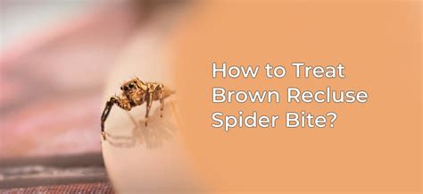 Brown Recluse Spider Spider Bite