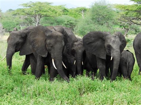 Southern Tanzania Luxury Safari Holiday Responsible Travel