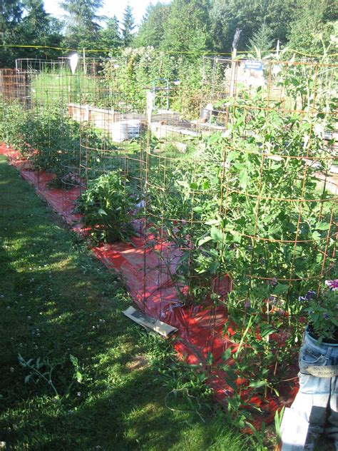 Help your tomatoes stand tall with a DIY tomato cage | OSU Extension