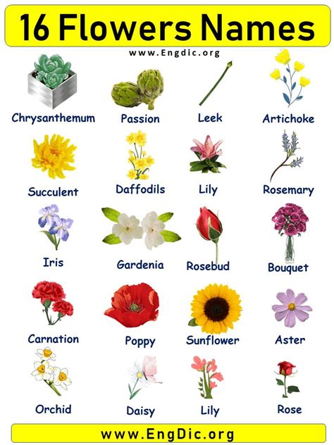 15 Flowers Names With Pictures Flower Names List Flowers Names And