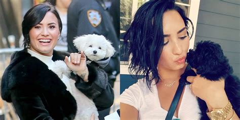 Demi Lovato Remembers Pup Buddy On Instagram With Cute Vid Celebrity
