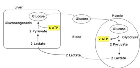 8 Significance Of Cori Cycle And Glucose Alanine Cycle In Tissue