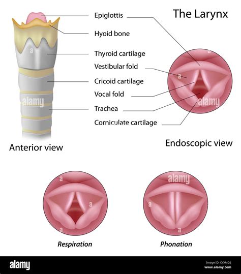 Anatomie Du Larynx Photo Stock Alamy