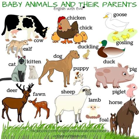Baby Animals And Their Parents Esl Efl English Vocabulary Animals