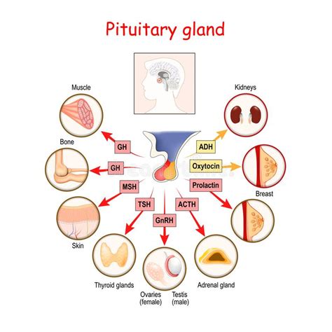 Pituitary Gland Stock Vector Illustration Of Protein 45045593