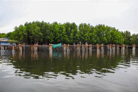 Mangrove Forests In Koh Kong Province Cambodia Editorial Photography