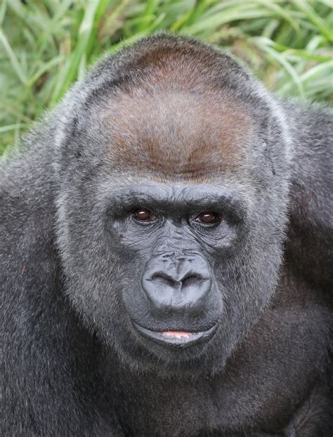 Meet The Gorillas Louisville Zoo