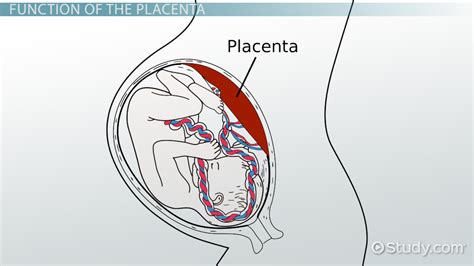 Placenta Definition Location And Purpose Lesson