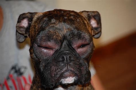 Allergic Reaction Swollen Eyes And Hives Boxer Forum Boxer Breed Dog