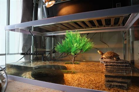 Your Complete Guide To The Best Turtle Tank In 2019 Petsofun