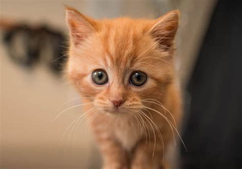 This Adorable Kitten Looks Like Puss In Boots Nature News Express