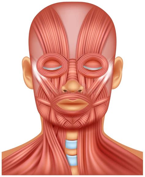 Female Head Muscles Anatomy Front View Stock Illustration