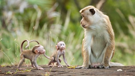 A Mother Rises Through The Ranks In Monkey Kingdom Wpsu