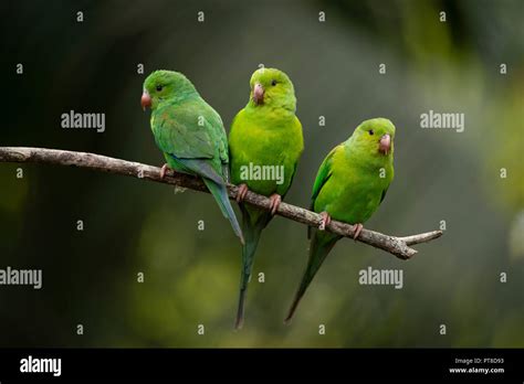 Wild Parakeets Hi Res Stock Photography And Images Alamy
