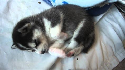 Cute Sleeping Husky Puppy Youtube