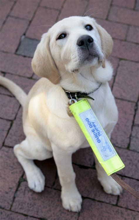 23 Best Guide Dogs Puppies Images On Pinterest