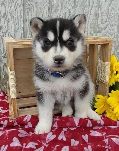 Husky pack rescue is a 501c3 non profit, voiunteer organization. Siberian Husky Puppy for Sale - Adoption, Rescue for Sale ...