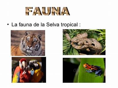 Selva Tropical Fauna Flora