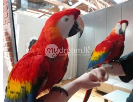 Discover more posts about goffin. Animals Palm Cockatoo eggs, Goffin Cockatoo eggs, Gallah ...