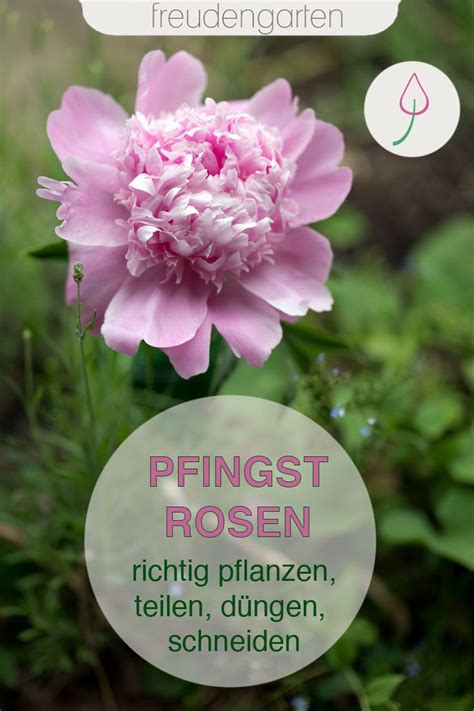 Diese prächtige sorte blüht, bei der richtigen haltung und pflege, mehrmals im jahr. Antworten auf die wichtigsten Fragen zur Pflege von ...