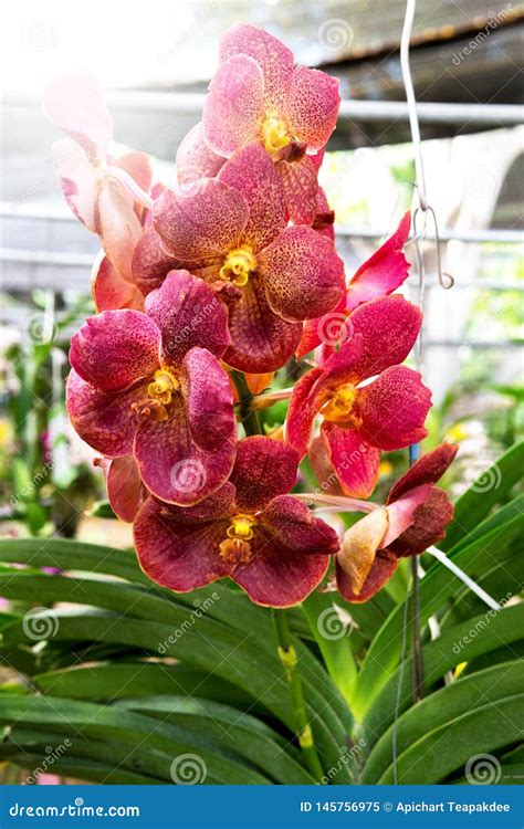 Red Vandas Orchid Stock Image Image Of Color Summer 145756975