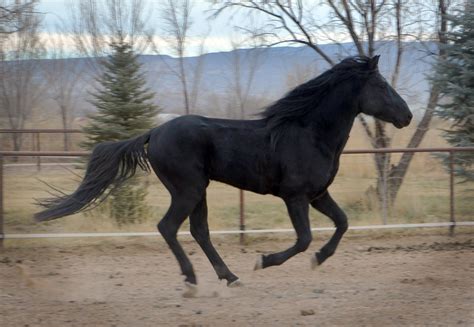 Kentucky Mountain Saddle Horse — Discoverthehorse