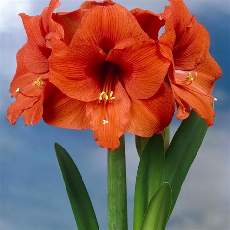 Van Zyverden Orange Waxed Amaryllis Bulbs Set Of 1 Bulb Amaryllis