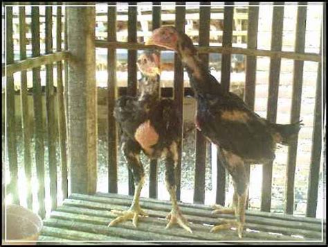 1.7 pengertian pemasaran hasil produksi ayam bangkok. Ukuran Ideal Kandang Ayam Bangkok - Tentang Kolam Kandang ...