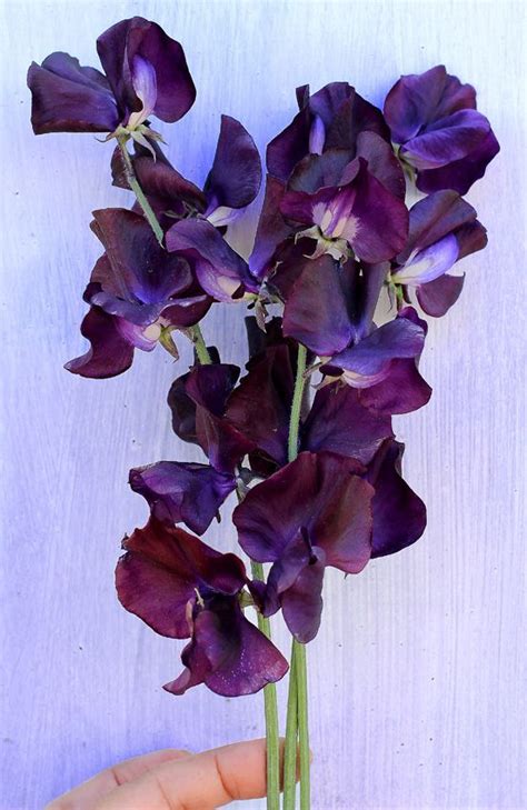 Featuring same day flower delivery to canada. Lathyrus odoratus 'Triple G' "Sweet Pea" - Buy Online at ...