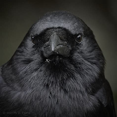 American Crow Corvus Brachyrhynchos San Diego Hillcrest Flickr