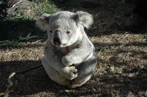 Adopt an animal as a gift and help to protect the animal and their habitat. Free Images : wildlife, zoo, mammal, fauna, australian ...
