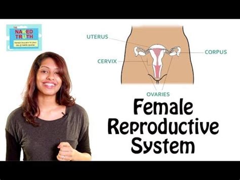 The female reproductive anatomy includes parts inside and outside the body. Female Reproductive System 101 in Hindi - YouTube