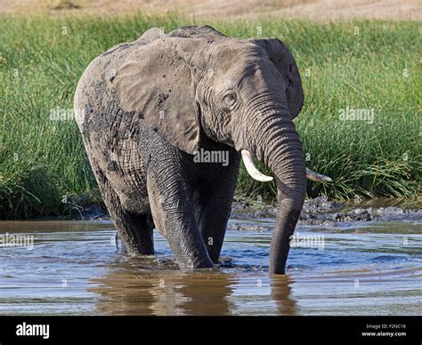 Male African Elephant Walking In Lake Stock Photo Alamy