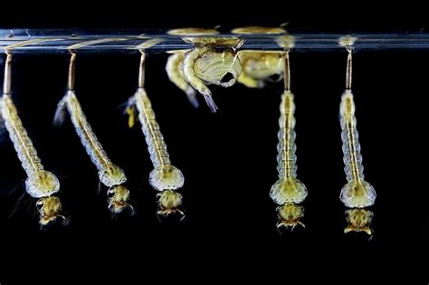 Mosquito Larvae And Pupae Photograph By Frank Fox