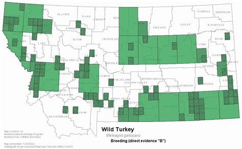 Wild Turkey Montana Field Guide