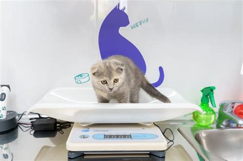 La Clínica Veterinaria De Rivas El único Centro Cat Friendly De Todo