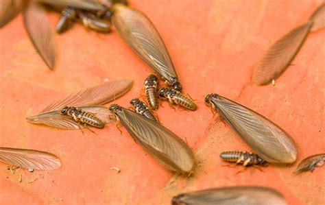 What Does It Mean When You Find Termite Wings Good Group Chronicle