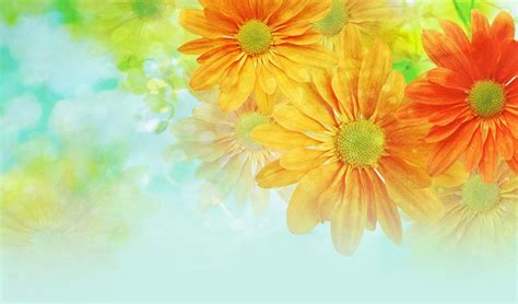 Flowers Email Stationery Stationary Vivid Flowers Background