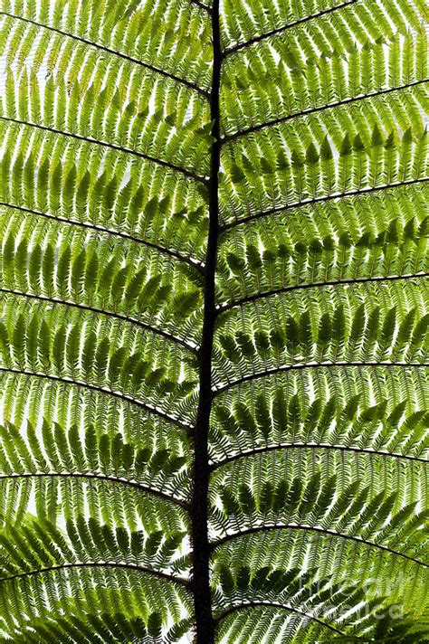 Black Tree Fern Frond Photograph By Tim Gainey Pixels