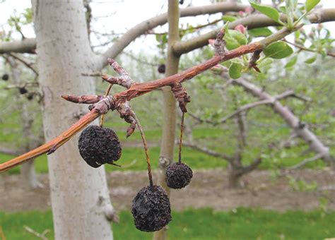 Flowering Crabapple Tree No Fruit Why Is My Crab Apple Tree Mutating