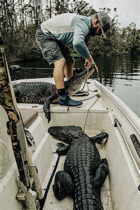 When Is Louisiana Alligator Season