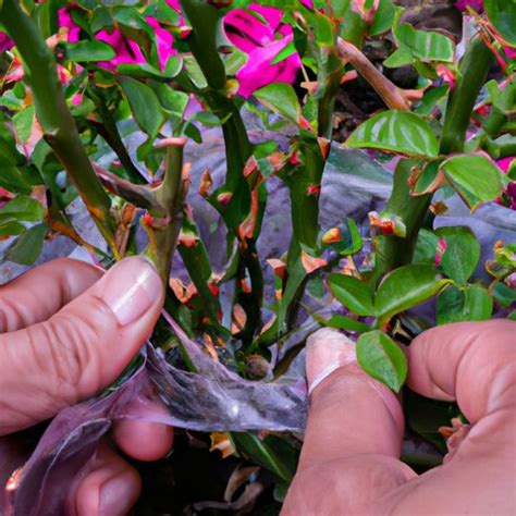 How To Propagate Roses A Step By Step Guide To Successfully Growing A