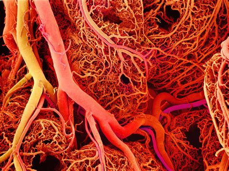 Researches Find Way To 3d Print Blood Vessels Could Lead To