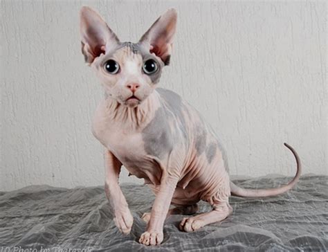 6 Worlds Weirdest Looking Cat Breeds Hubpages